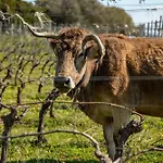 Cantina&agriturismo Canu בית חווה *