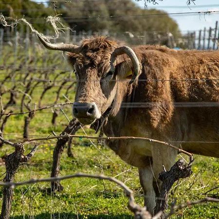 Cantina&agriturismo Canu Farma *